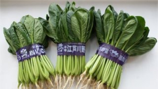 東京アグリパーク　給食用野菜