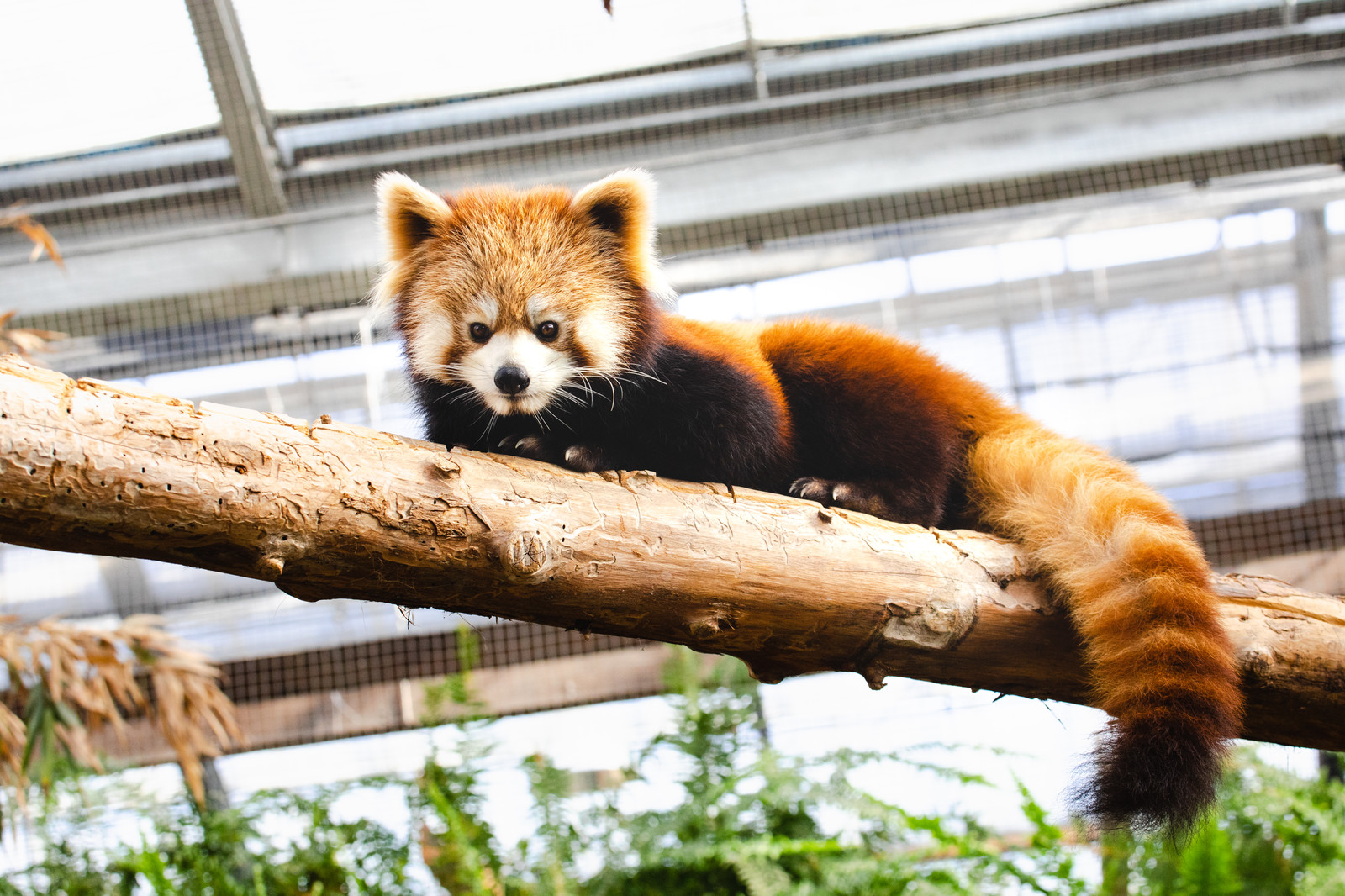 福岡市動植物園で夜営業開始 ナイトズー 夜の動植物園 様子や画像はどんな感じ 雰囲気はインスタ映え お立ち寄り所